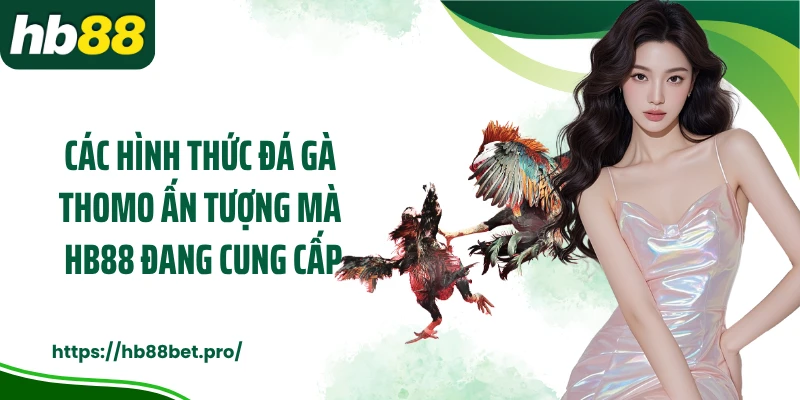 Các hình thức đá gà Thomo ấn tượng mà HB88 đang cung cấp