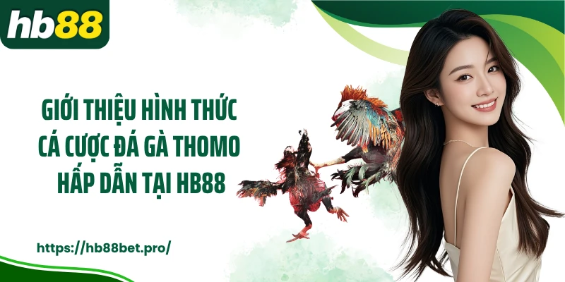 Giới thiệu hình thức cá cược đá gà Thomo hấp dẫn tại HB88
