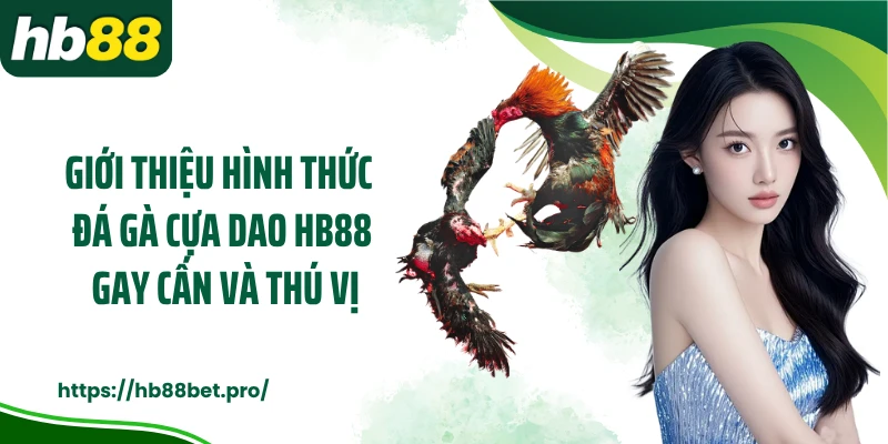 Giới thiệu hình thức đá gà cựa dao HB88 gay cấn và thú vị