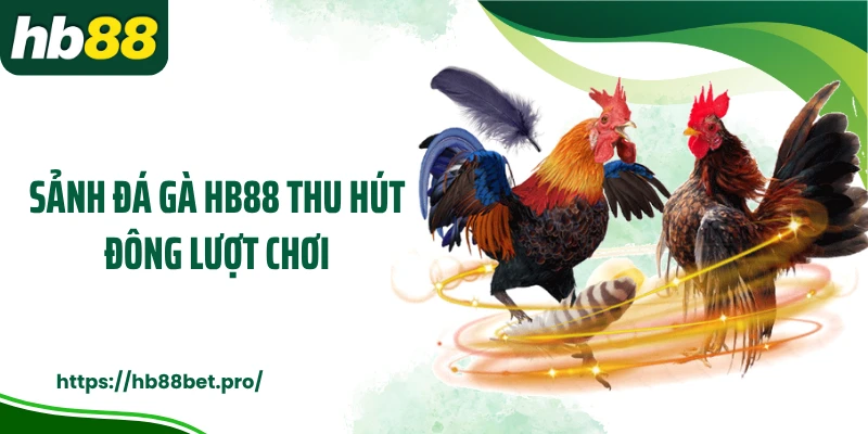 Sảnh đá gà HB88 thu hút đông lượt chơi