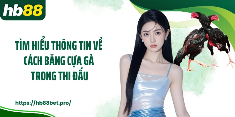 Tìm hiểu thông tin về cách băng cựa gà trong thi đấu